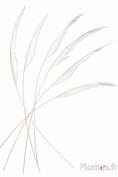 Fazant pijlen - 60-70 cm - wit-creme